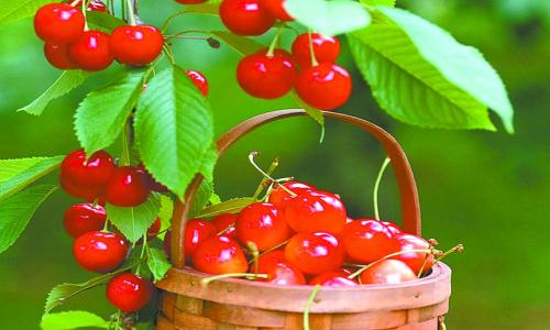 营养丰富的樱桃有哪些功效,哪些人不能吃樱桃